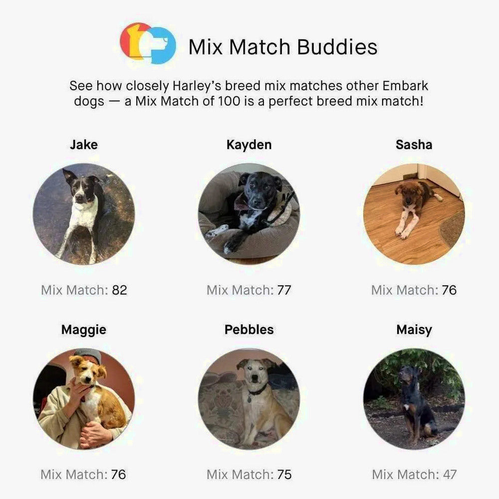 Embark Dog DNA Test Breed Identification Kit