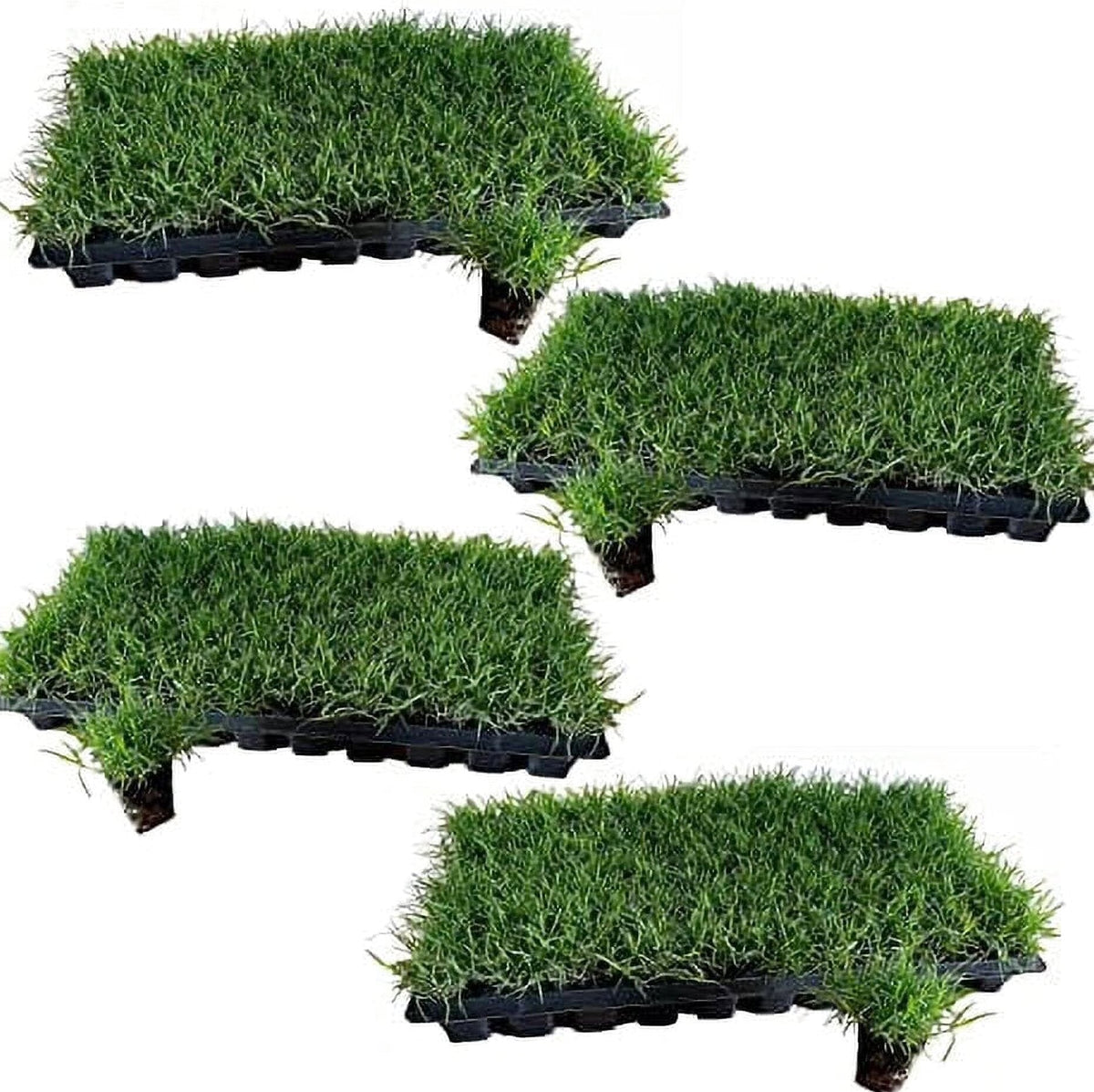 Tahoma 31 Bermuda Grass Plugs - 200 Large Plugs