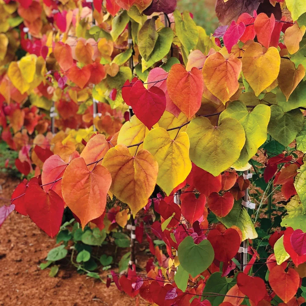 Brighter Blooms Flame Thrower Redbud Tree, 3-4-ft