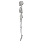 Faux Skeleton Decoration, White, 35", Halloween by Way To Celebrate