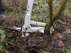 Pullerbear Tree And Weed Puller - 3in Diameter