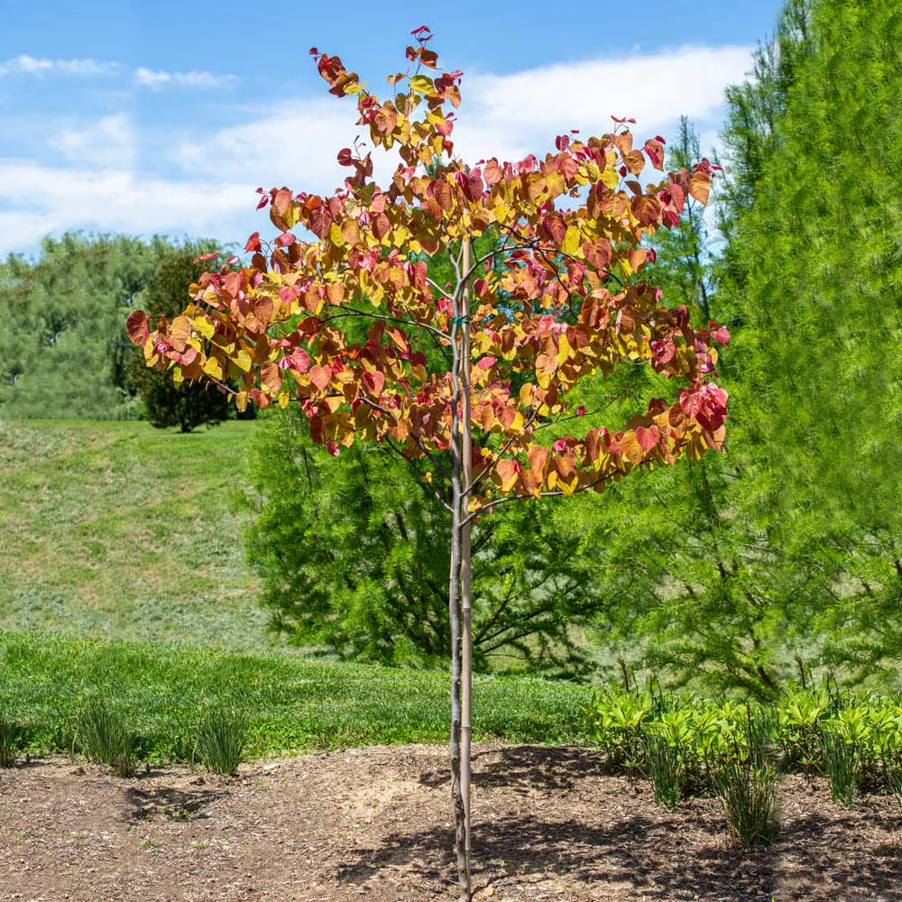 Brighter Blooms Flame Thrower Redbud Tree, 3-4-ft