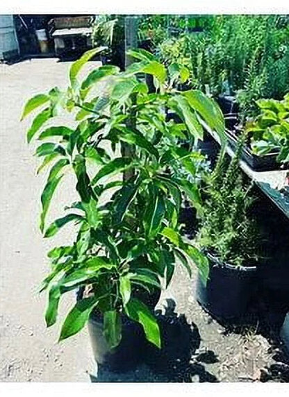 Grafted Mexicola Grande Avocado Tree 2-4FT Tall