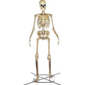 Home Accents Giant Skeleton With LifeEyes, 12 ft, 95 lbs - Halloween Decoration